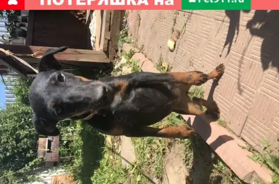 Пропала собака в Обнинске, вознаграждение.