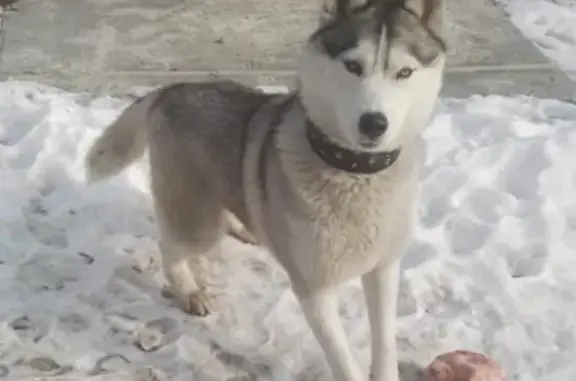 Пропала собака Хаски Зея в посёлке Соловей Ключ, СТ Кварц