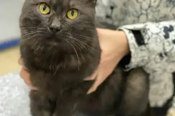 Найден кот с поврежденной лапкой на улице Фадеева