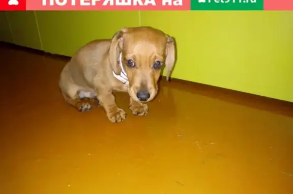 Пропала собака Такса на улице Халтурина, Новосибирск