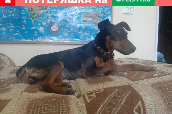 Собака-ягдтерьер с ошейником найдена в Сочи