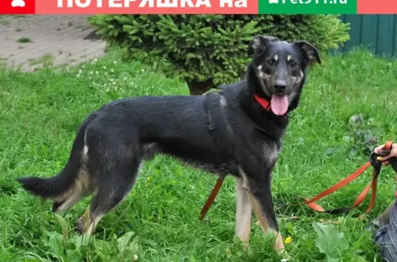 Пропала собака Кекс из зоогостиницы в Москве