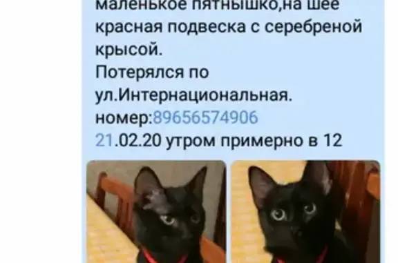 Пропала кошка Лютик на улице Интернациональная 125, Уфа