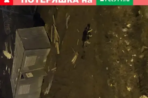 Найдена собака на Киевском шоссе, боится людей