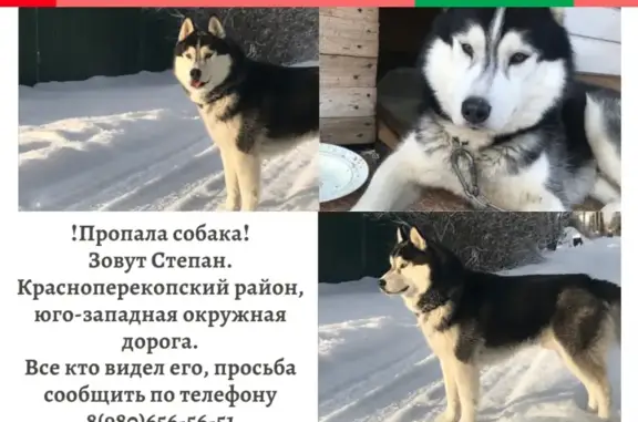 Пропала собака Сибирский хаски Степан в Ярославской области (адрес: СНТ Шинник, 231)
