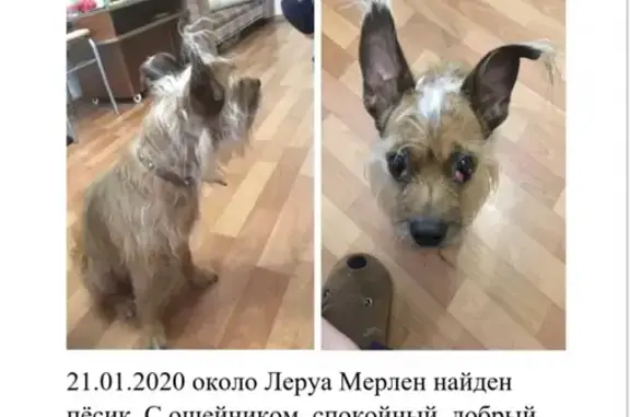 Найдена собака на Краснореченской улице