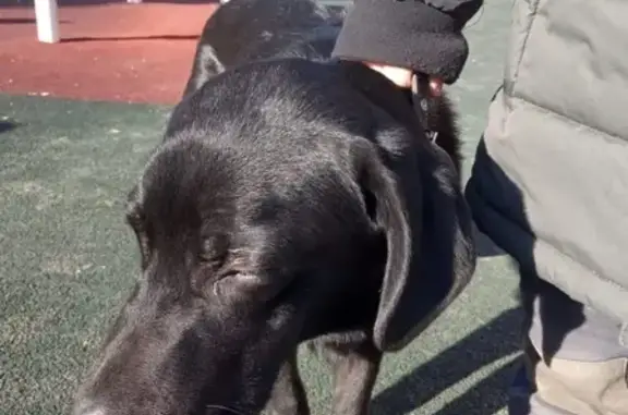 Новомосковская собака с новым ошейником на улице Дружбы, 2к4