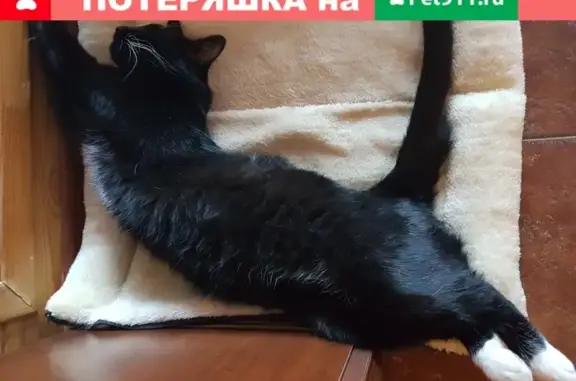 Пропала кошка в СНТ Кисёлево, Москва