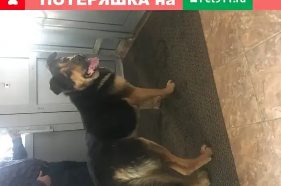 Найдена собака в Чертаново Северном, телефон для связи 89161136475.