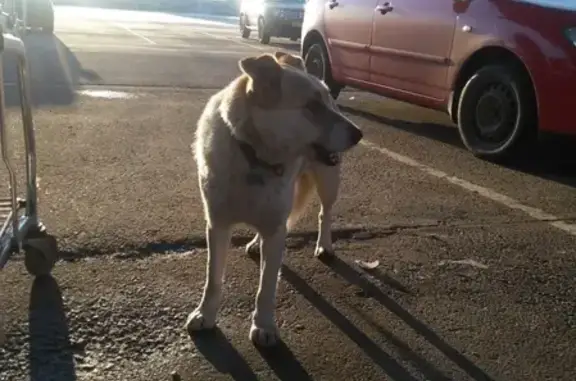 Найдена бежевая собака Метис с медальоном, на парковке Метро.