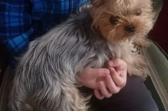 Собаки потеряшки, Тверь, фото: Потеряшка собака на ул. Карпинского (Тверь)