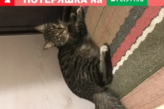 Найден кот, СПб, 6 Советская, кастрированный