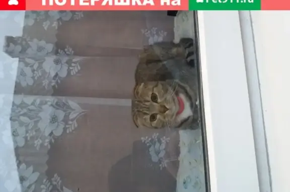 Пропала кошка Соня в Таганроге, 6-й Артиллерийский переулок, 28
