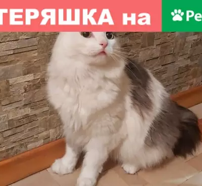 Найдена игривая кошка на Учительской, Новосибирск