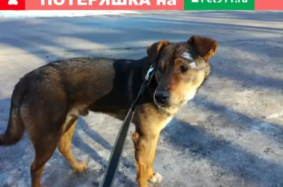 Найдена собака в Раменском районе, Москва и МО