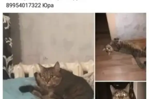 Пропал кот Лексус в Волгограде на ул. Грамши, 49