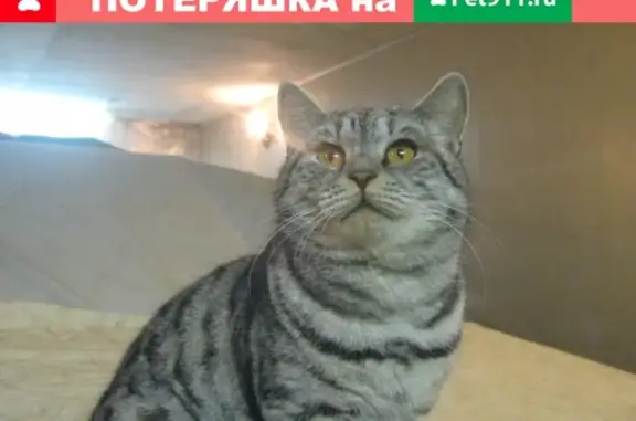 Найдена мраморная британская кошка на ул. Волгоградская-Театральная в Оренбурге