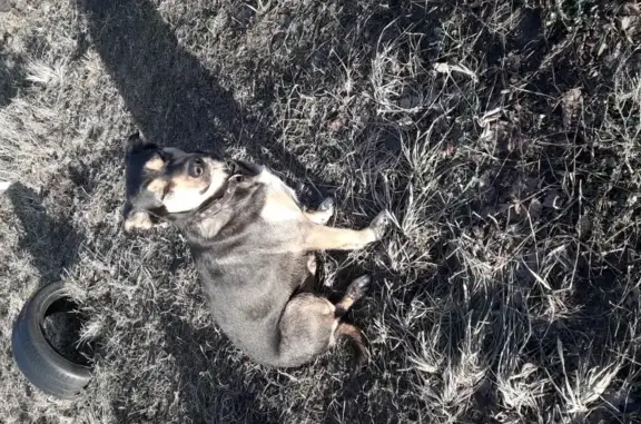 Найдена собака в Электростале, район Ашан на Жулябина