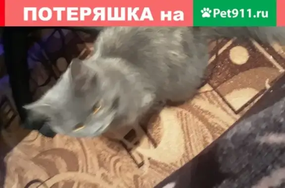 Найдена кошка на Римского-Корсакого 3, Новосибирск