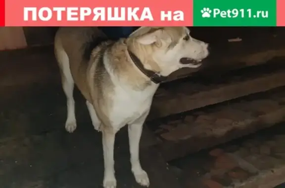 Собака найдена на ул. Шамиля Усманова, 89.