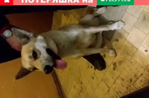 Найдена собака на Ленинском проспекте.