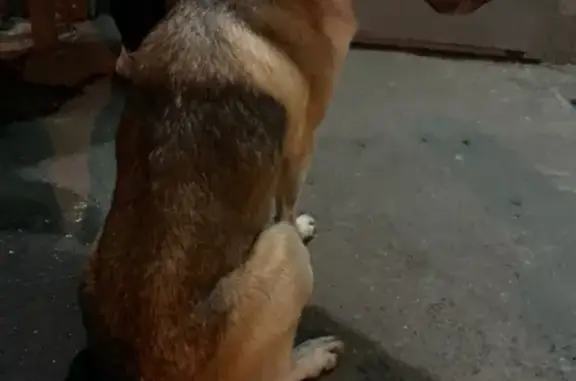 Пропала собака в Орехово-Домодедовской, Москва