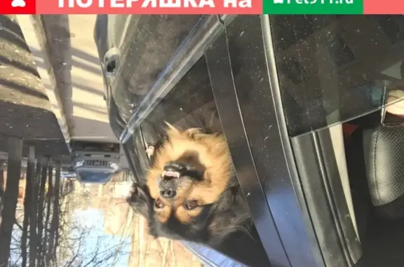 Пропал пёс Стасик на Молодёжной улице в Люберцах