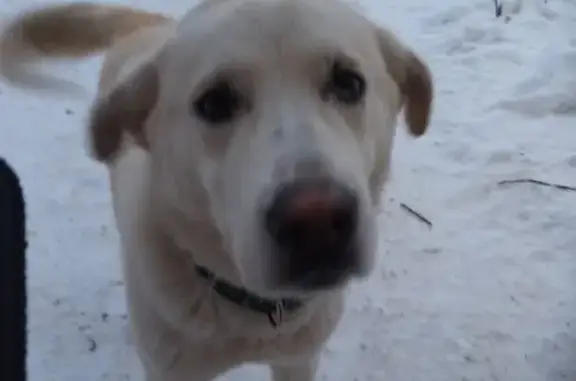 Найдена белая собака в Кстово, Нижегородская область