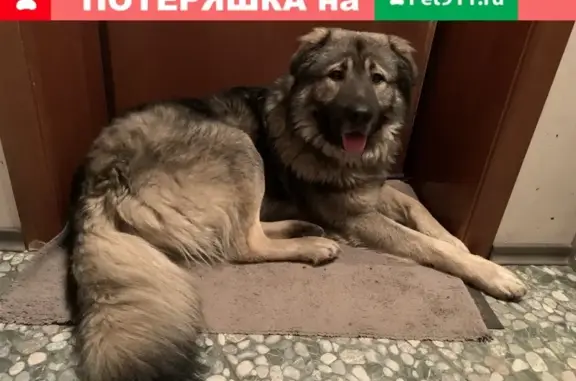 Найден пёс в Москве на ул. Бойцовой, ищем хозяина