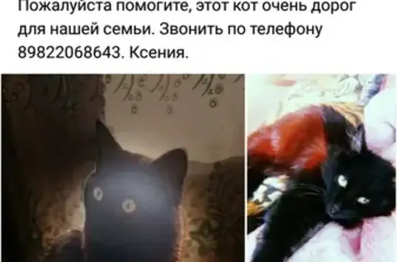 Пропала беспородная черная кошка на улице Максима Рыльского, 13.
