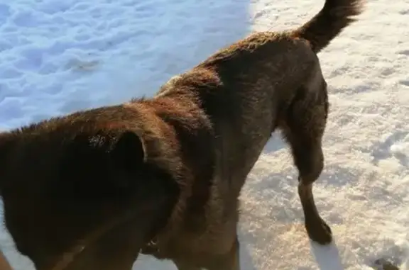 Найдена собака на улице Пожарского, Пермь