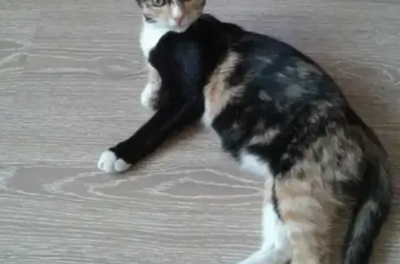 Кошки потеряшки, Екатеринбург, фото: Потеряшка кошка на ул. Белореченская, Екатеринбург