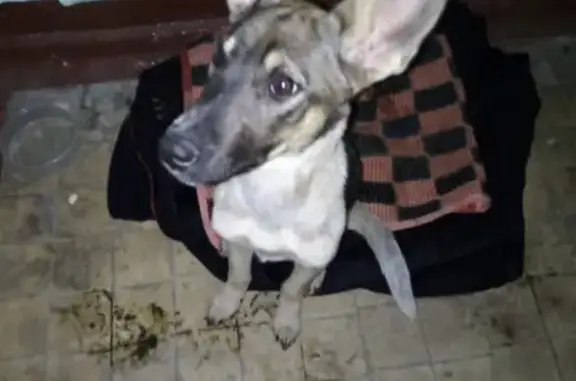 Найдена собака на Амурском бульваре в Хабаровске