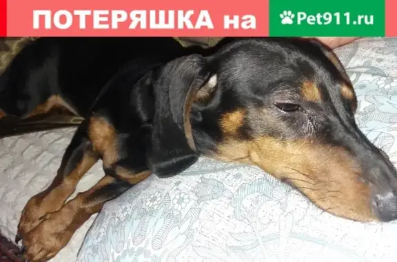 Собака на ул. Богомягкова-Бабушкина в Чите.