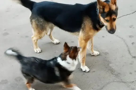 Найдена собака с ошейником в Боровском районе, ищем хозяев!