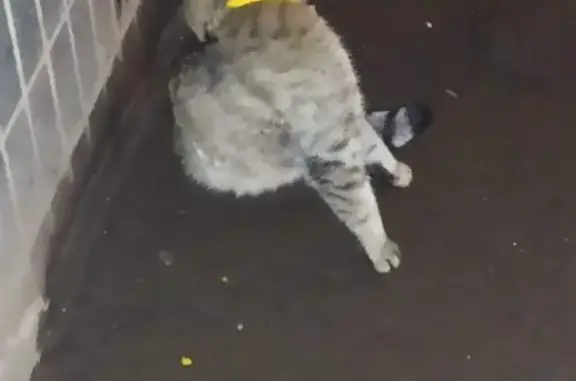 Найдена кошка с жёлтым ошейником в Москве