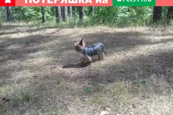 Собаки потеряшки, Ульяновск, фото: Потеряшка собака на Краснопролетарской улице в Ульяновске