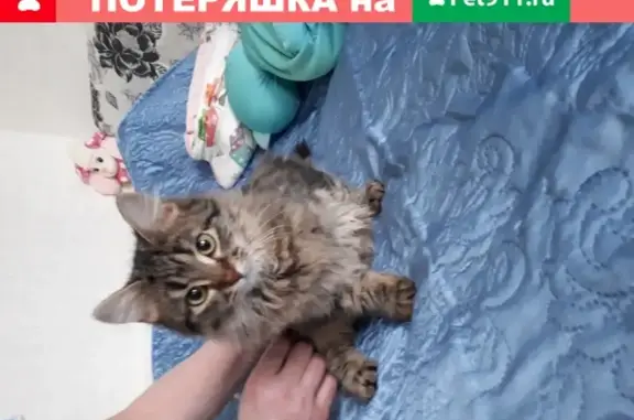 Найдена домашняя кошка в Ильинском-Усово