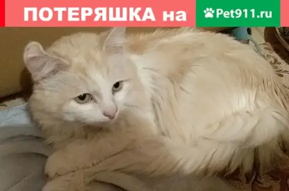 Найден домашний кот на Липецкой, 20 г. Москва