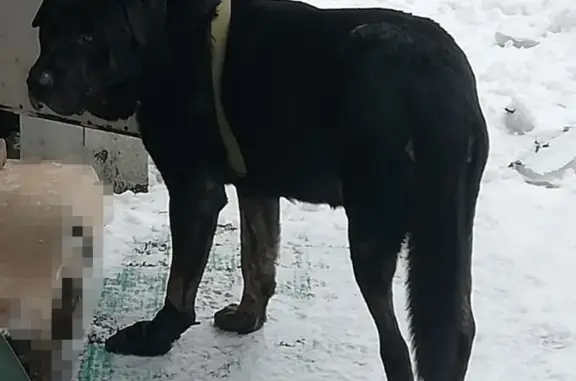 Пропала собака в Пушкинском районе, деревня Нагорное