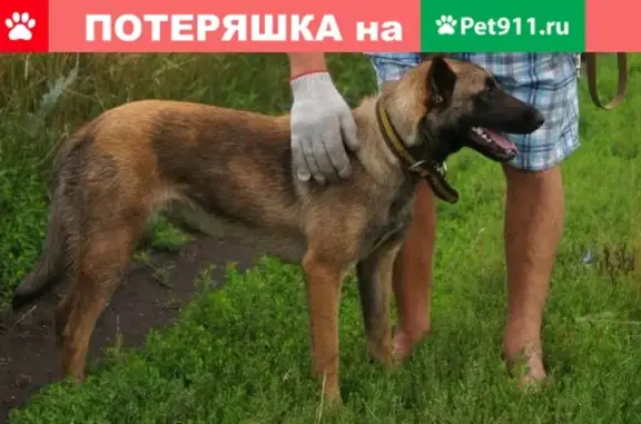 Пропала собака малинуа в Поворино, Воронежская область