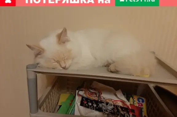 Пропала кошка в Краснооктябрьском р-оне, вознаграждение