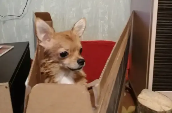 Найденные животные Липецк, фото: Найден рыжий кобель в Липецке