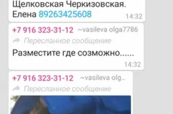 Собака найдена между Черкизовской и Щелковской, помогите с информацией!