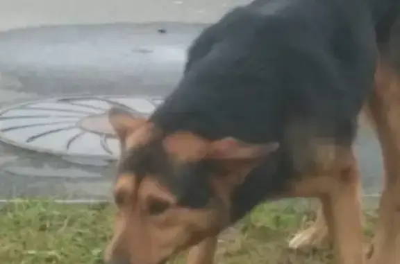 Найдена собака, Парголово, фото: Найден домашний кобель без ошейника в Парголово