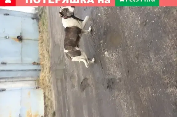 Найдена собака в Прибрежном, Воскресенская улица, 4