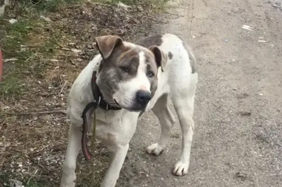 Найдена крупная собака в Прибрежном
