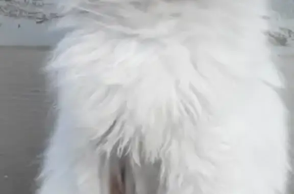Найдена кошка породы турецкая ангора в Волжском, Россия
