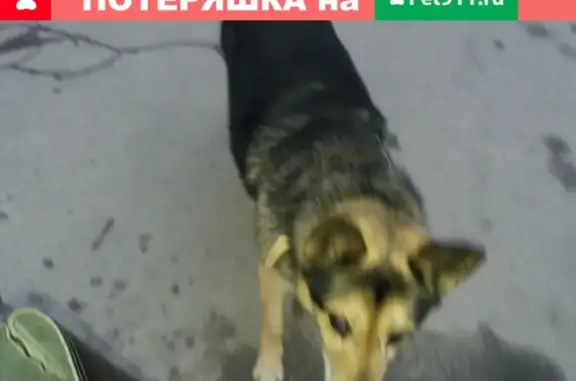 Найдена домашняя собака у метро Пушкинская