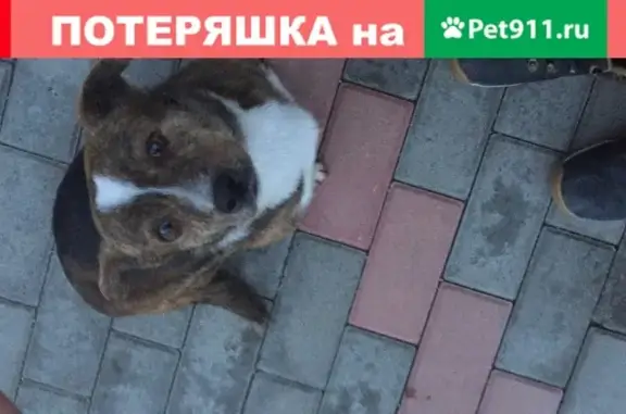 Найдена собака в Краснодаре: адрес - ул. Западный Обход, 42/3к1.
